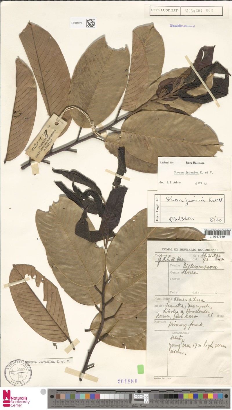 Anthoshorea javanica photo 4