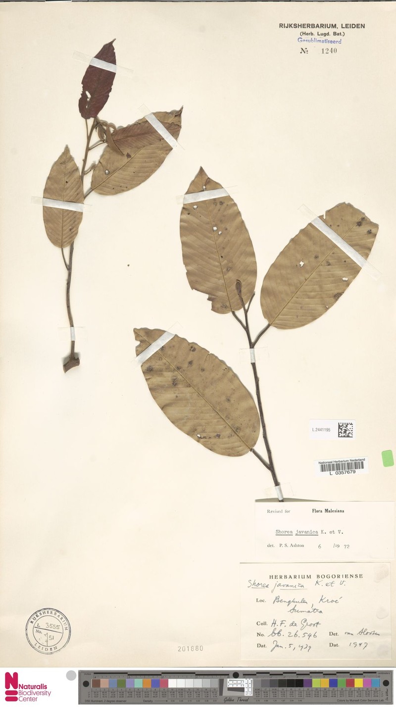 Anthoshorea javanica photo 5