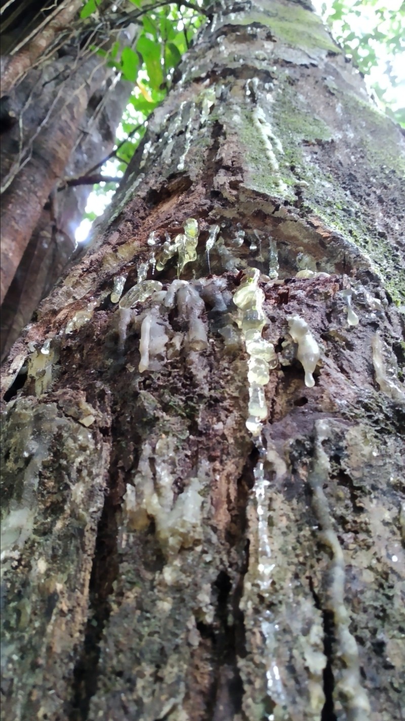Anthoshorea javanica