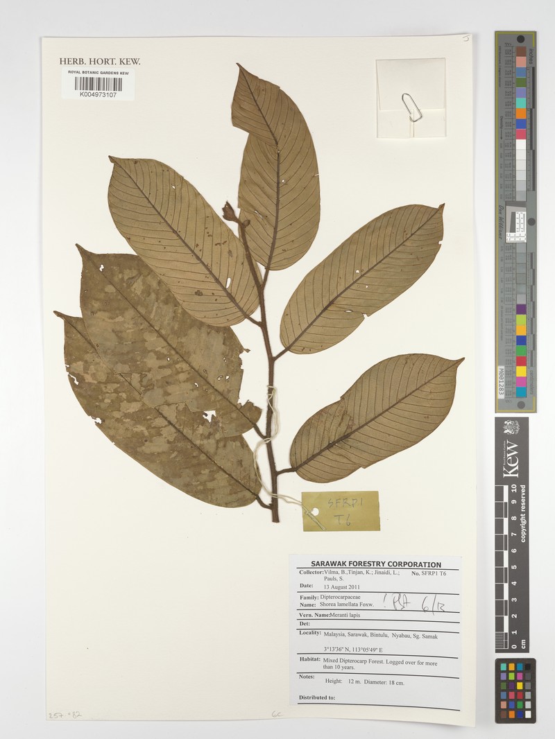 Anthoshorea lamellata