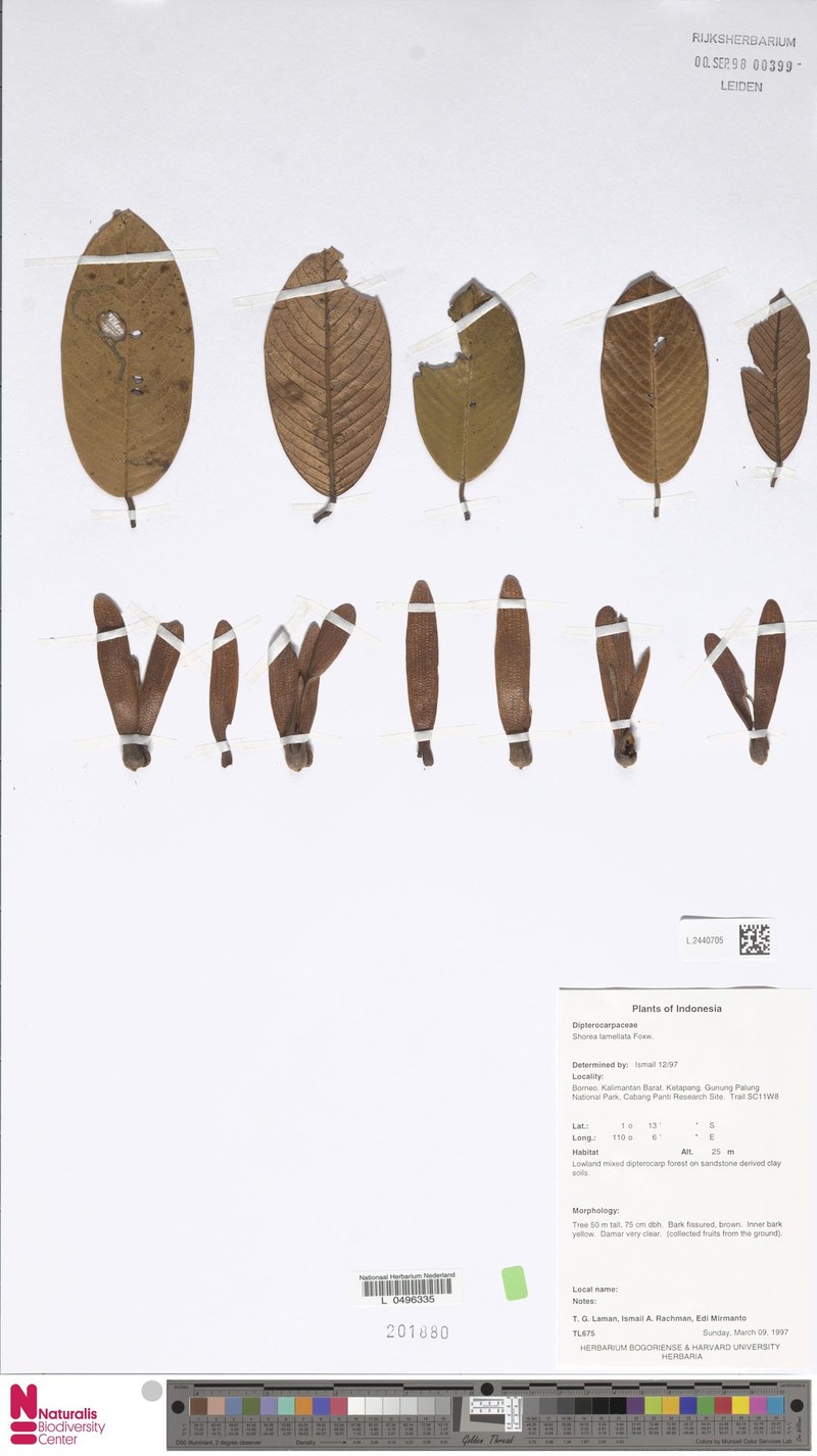 Anthoshorea lamellata photo 2