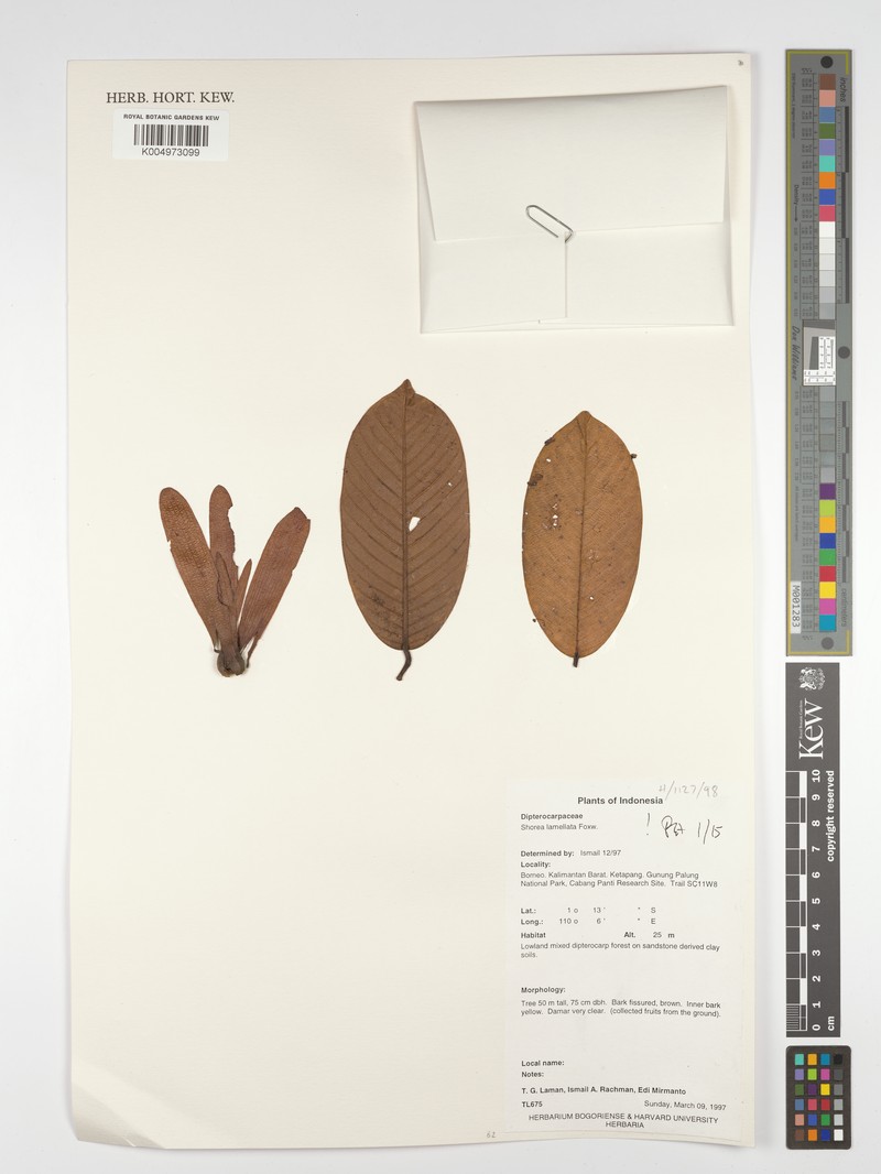 Anthoshorea lamellata photo 3