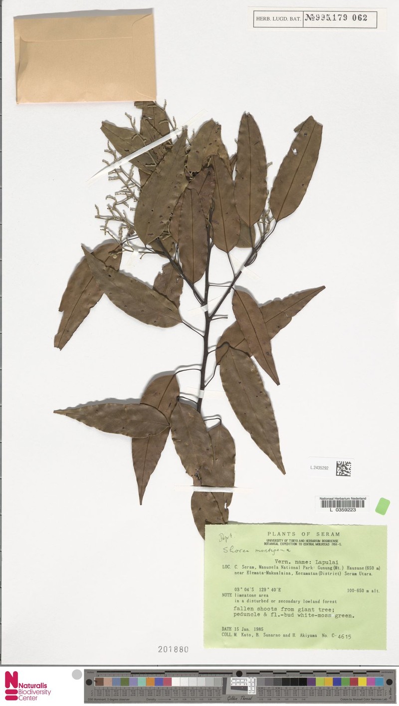 Anthoshorea montigena