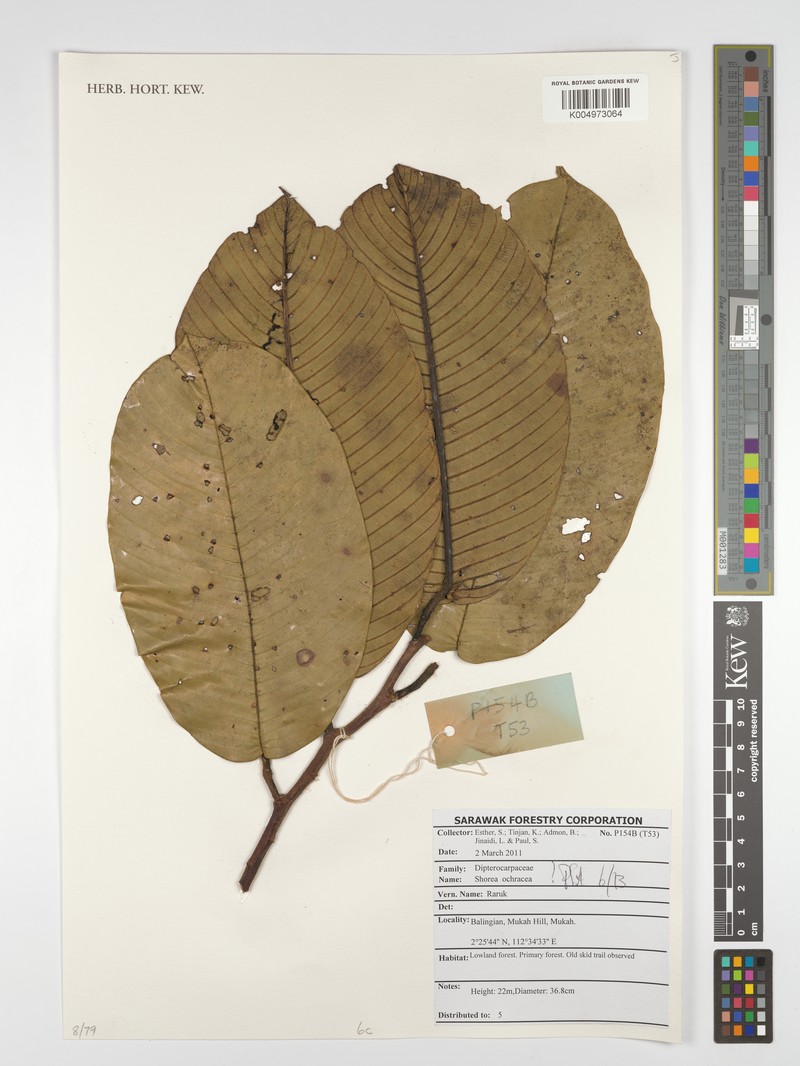 Anthoshorea ochracea photo 2
