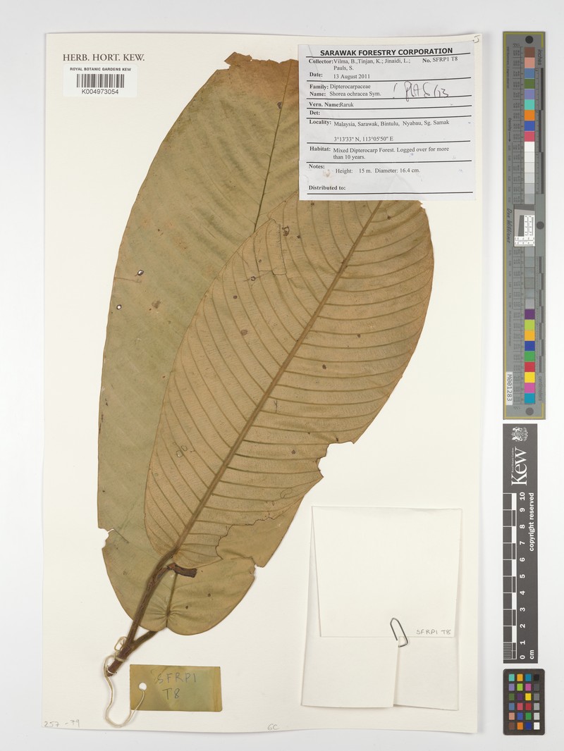 Anthoshorea ochracea photo 3