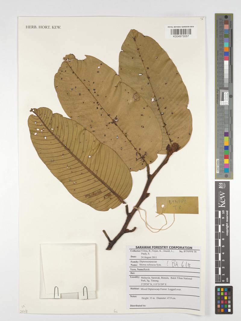 Anthoshorea ochracea photo 4