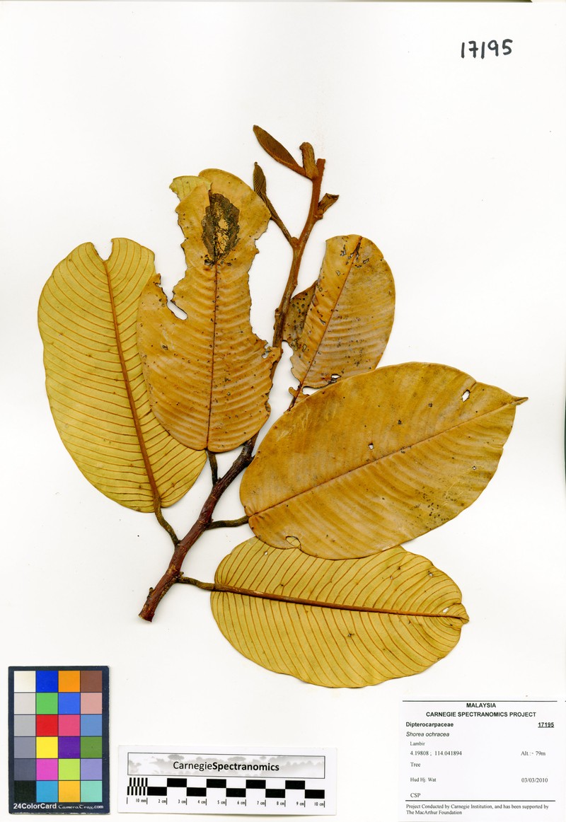 Anthoshorea ochracea