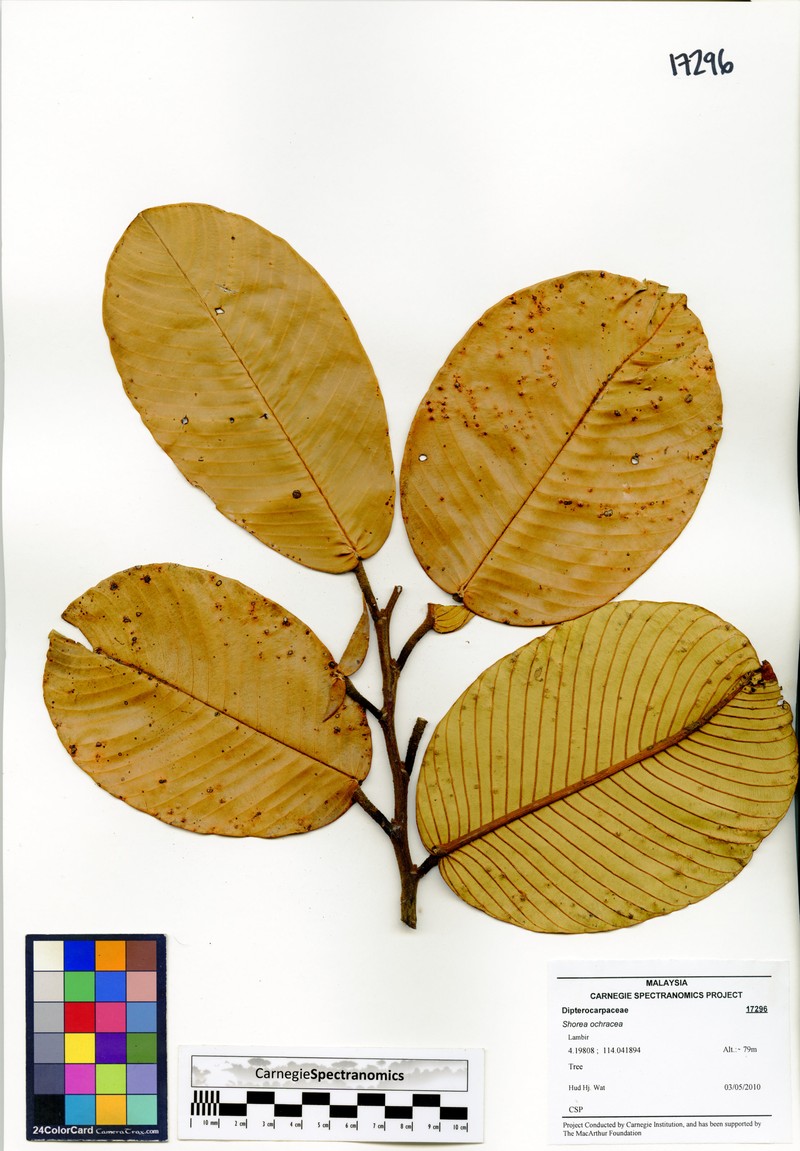 Anthoshorea ochracea photo 2