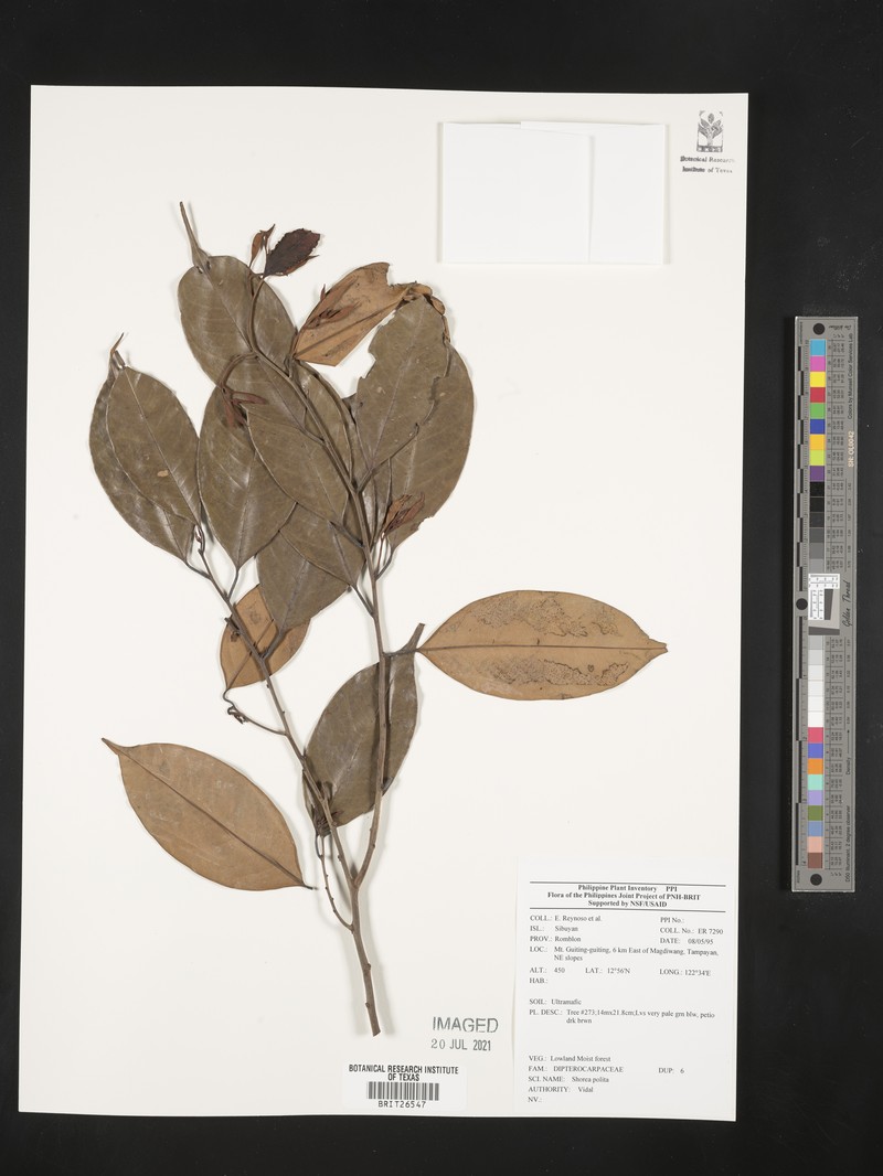 Anthoshorea polita