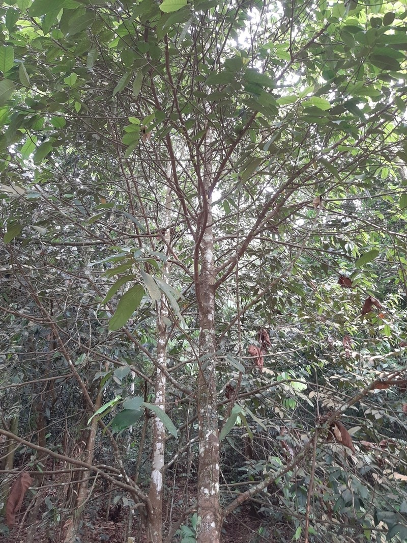 Anthoshorea resinosa