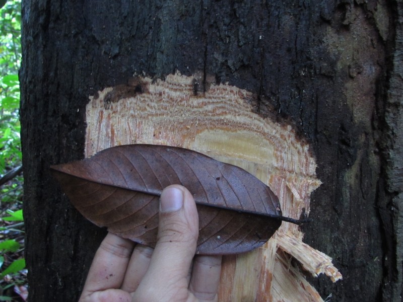 Anthoshorea resinosa photo 2