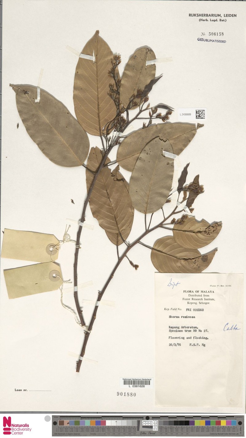 Anthoshorea resinosa photo 3