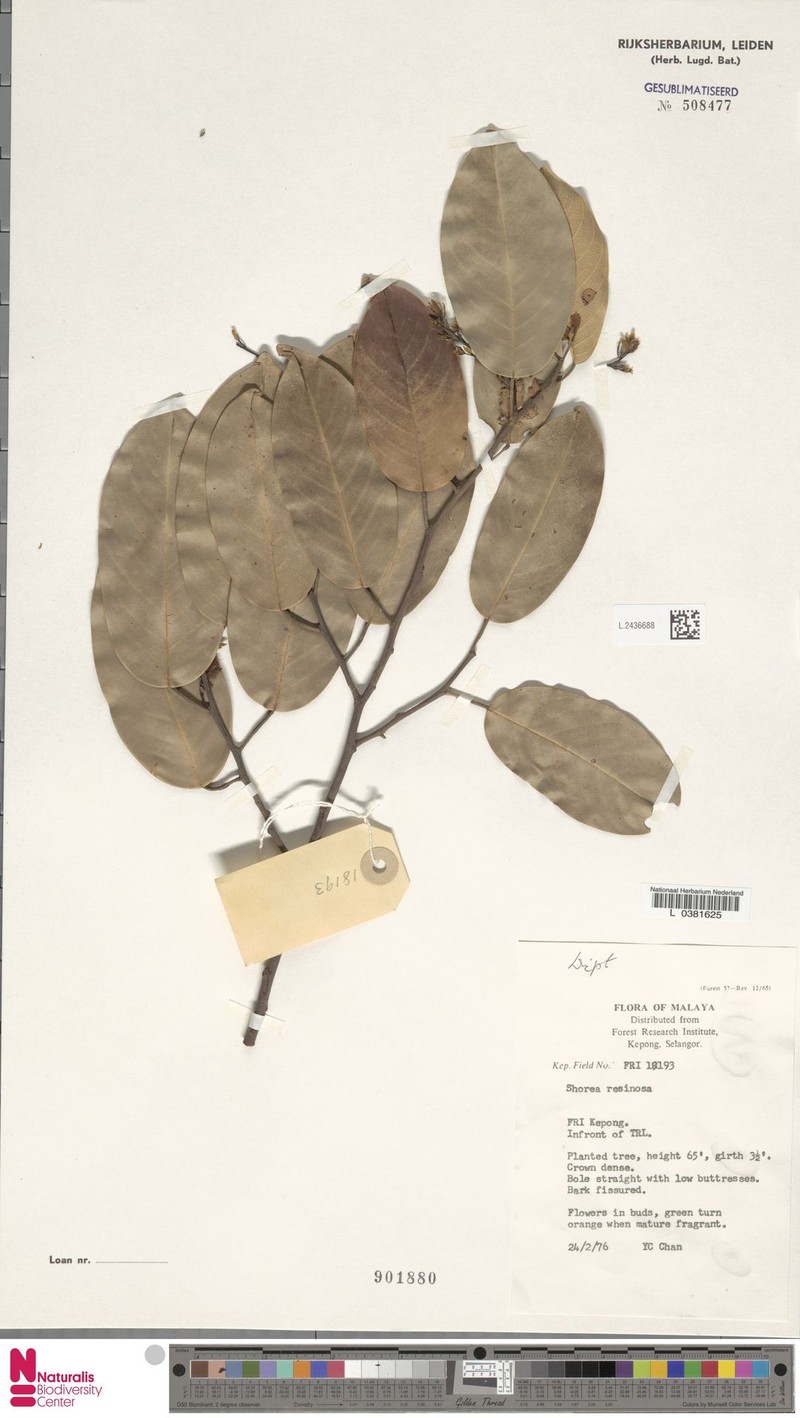 Anthoshorea resinosa photo 4