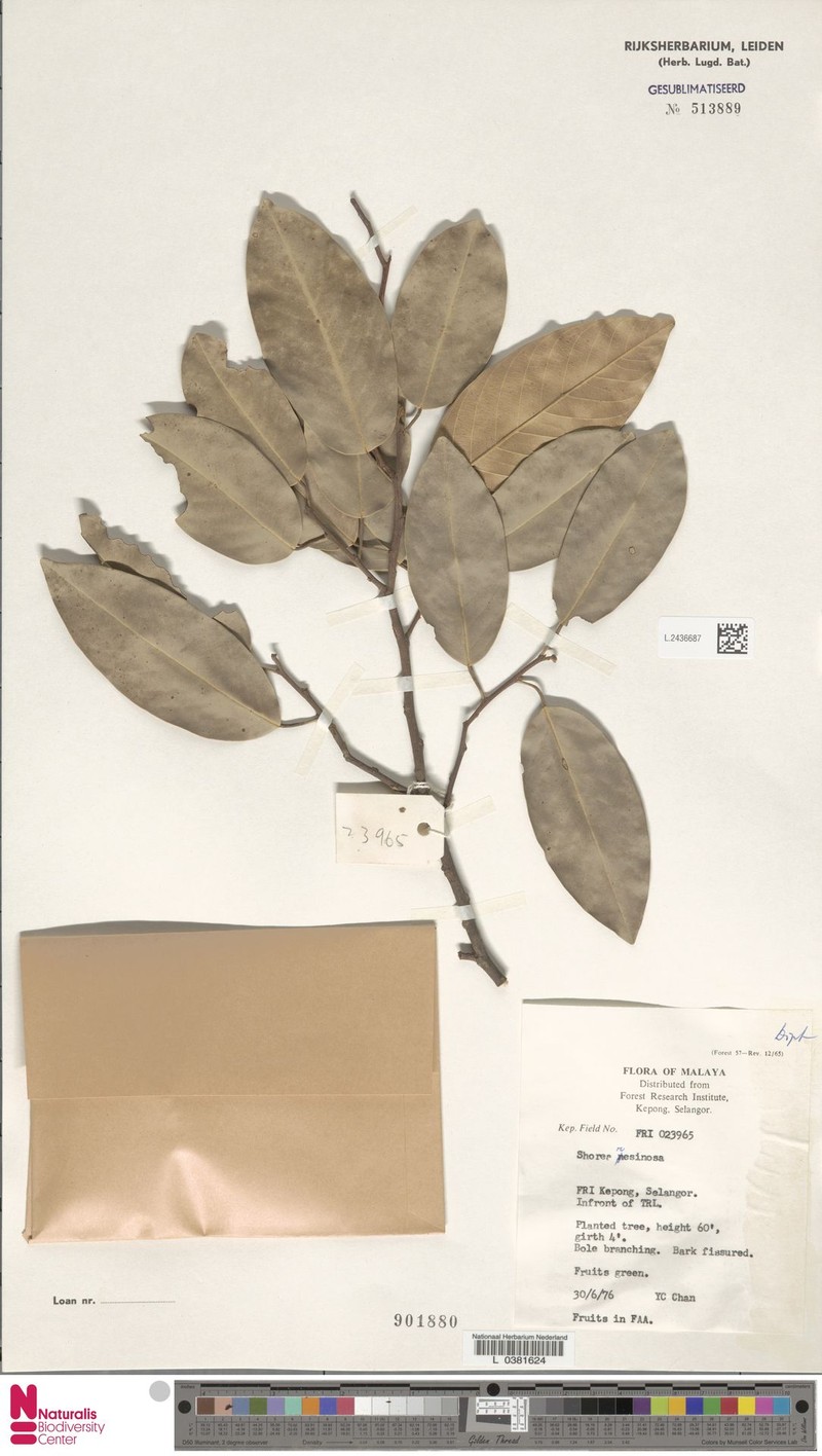 Anthoshorea resinosa photo 5