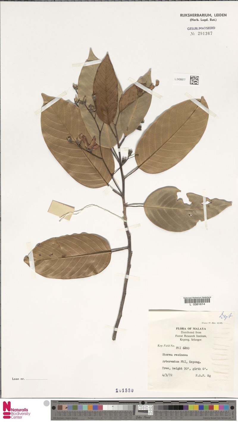 Anthoshorea resinosa photo 6