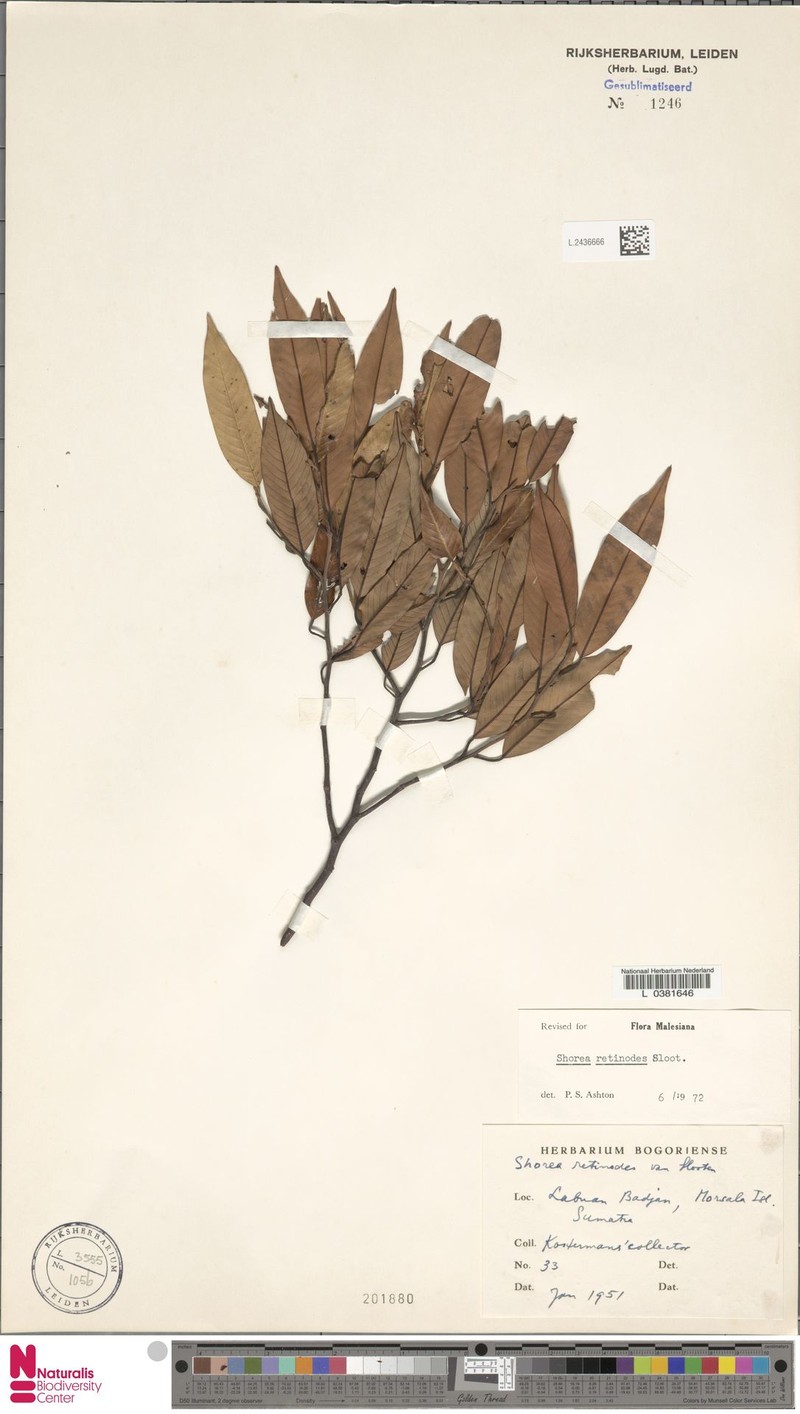 Anthoshorea retinodes