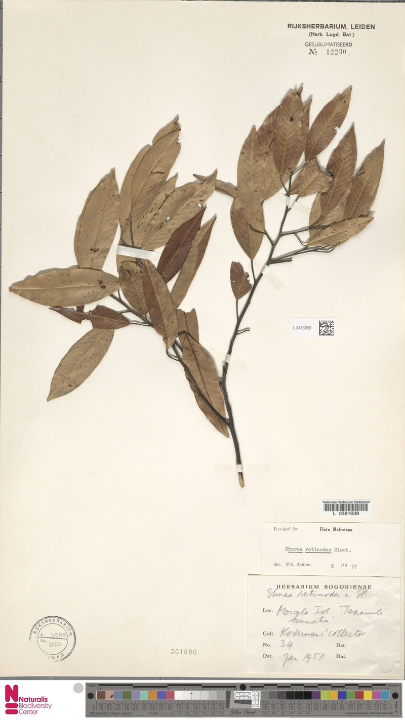 Anthoshorea retinodes photo 2
