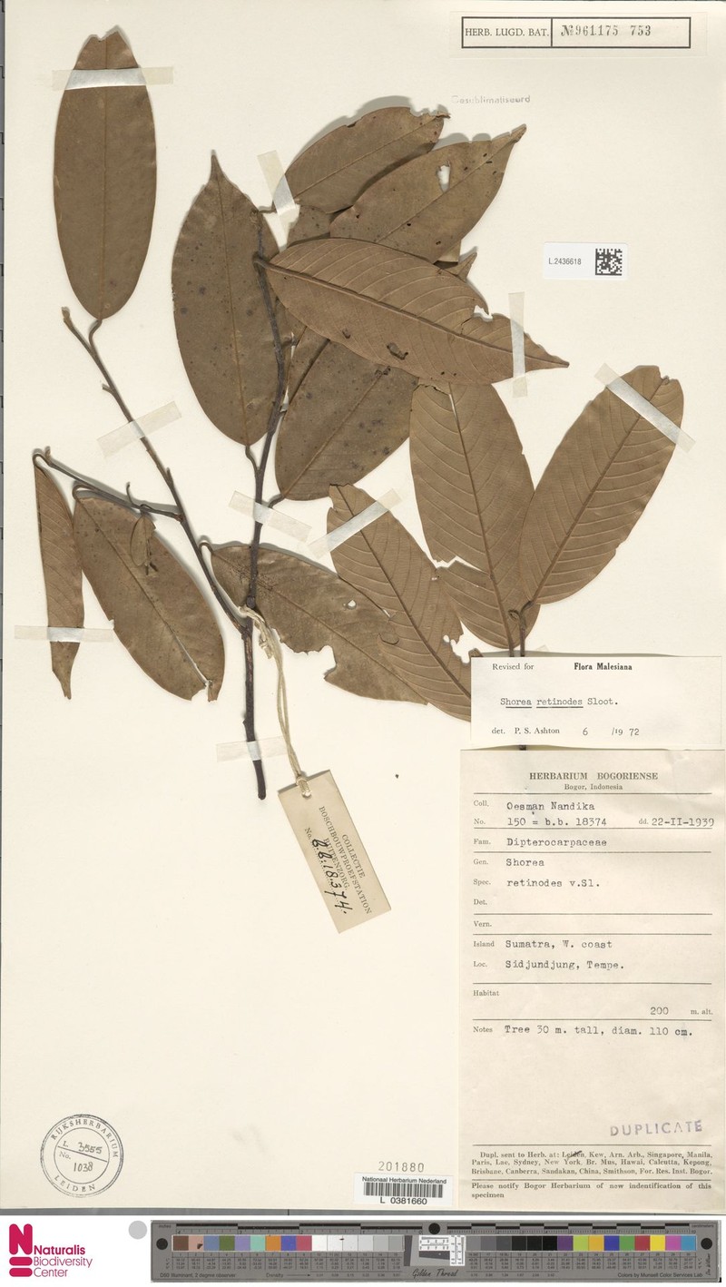 Anthoshorea retinodes photo 3