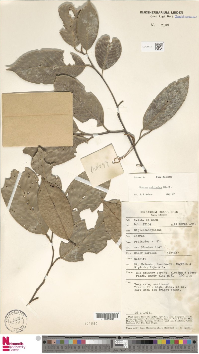 Anthoshorea retinodes photo 4