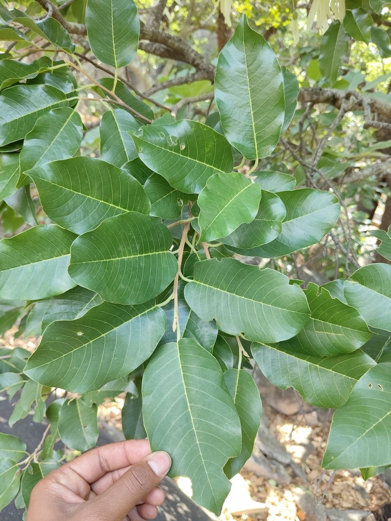 Anthoshorea roxburghii