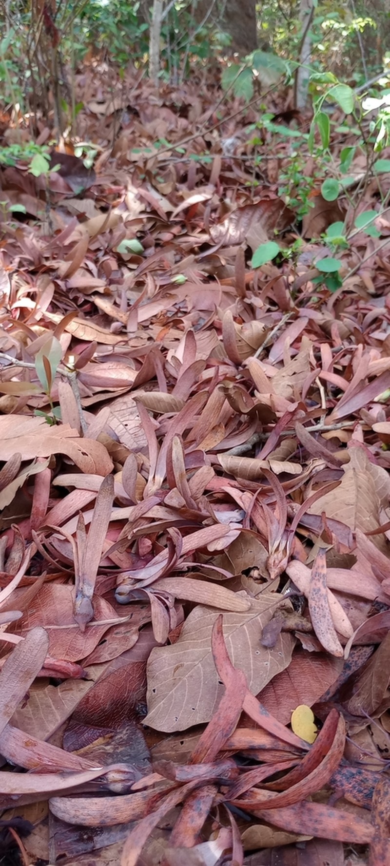 Anthoshorea roxburghii photo 2