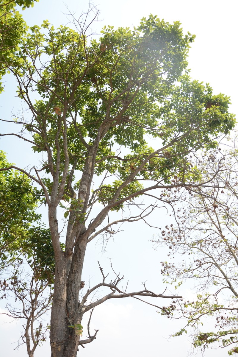 Anthoshorea roxburghii photo 4
