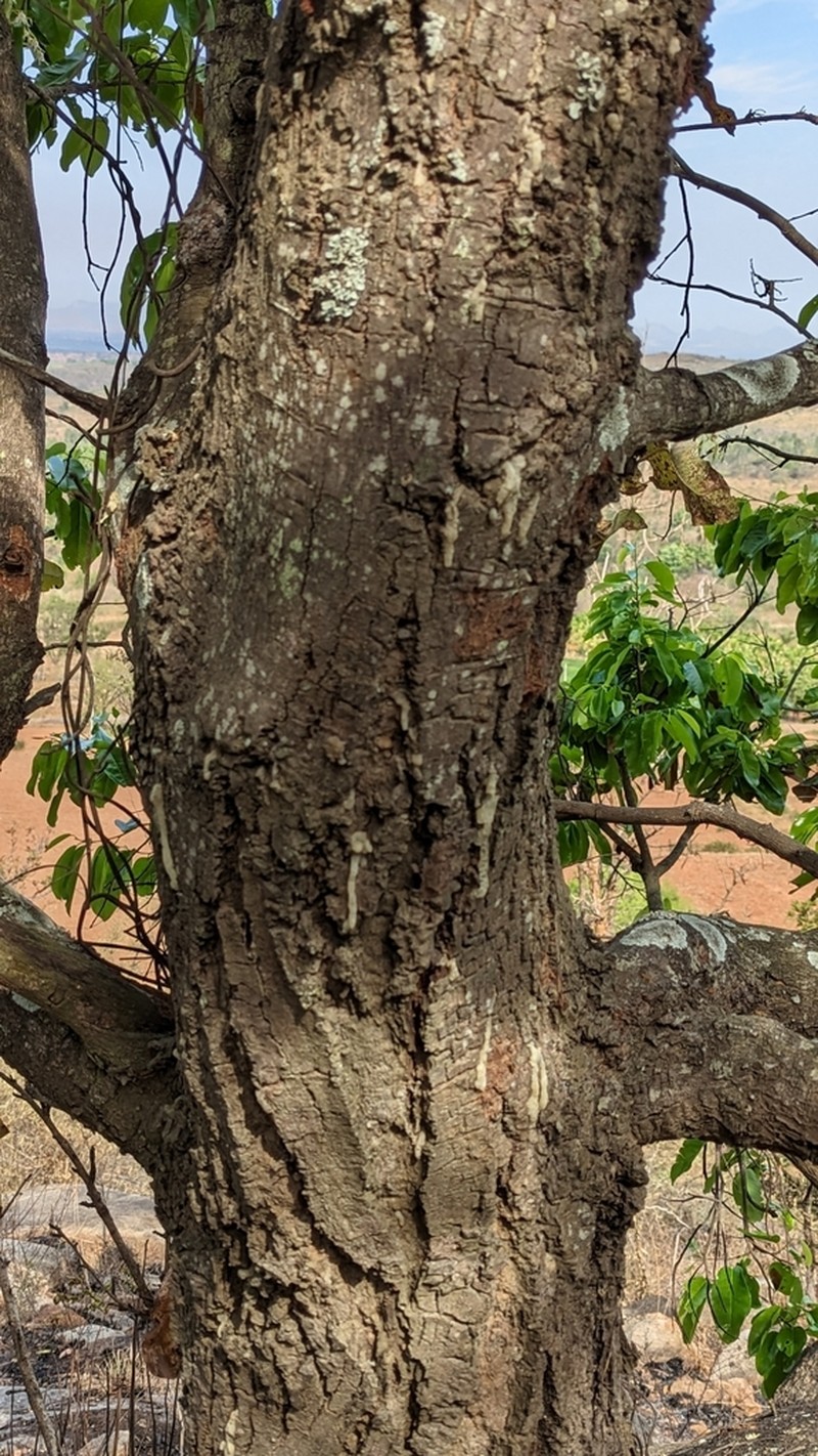 Anthoshorea roxburghii photo 5