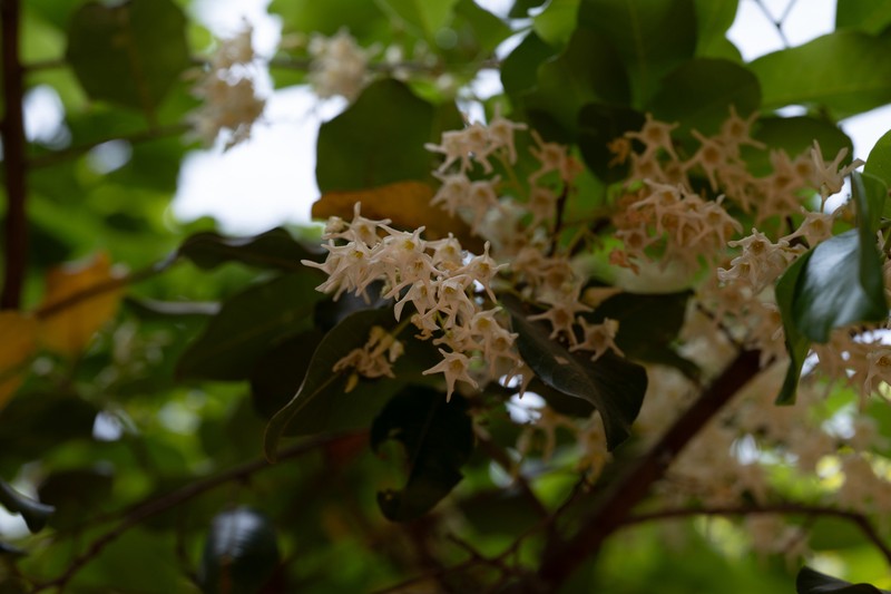 Anthoshorea roxburghii photo 7