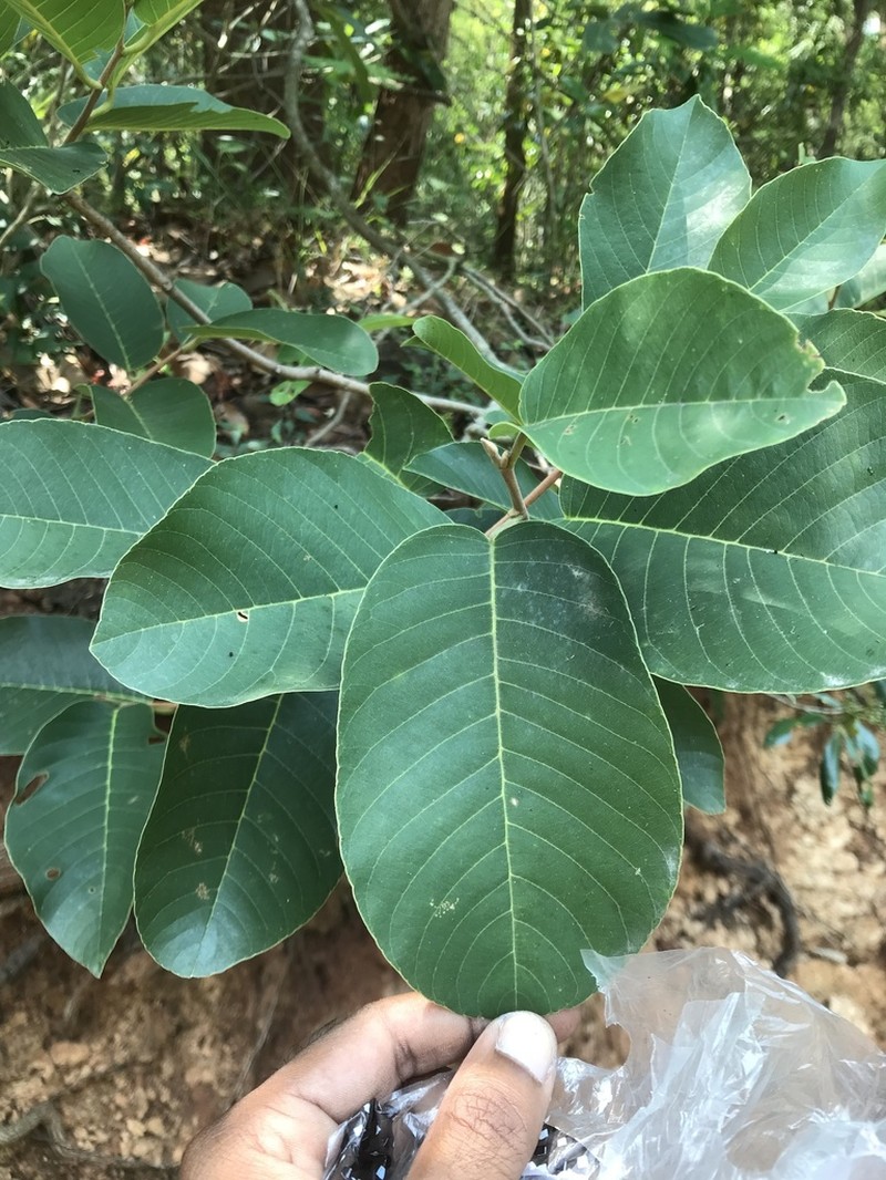 Anthoshorea roxburghii photo 8
