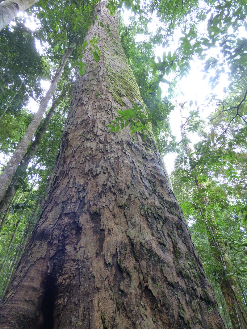 Anthoshorea stipularis photo 3