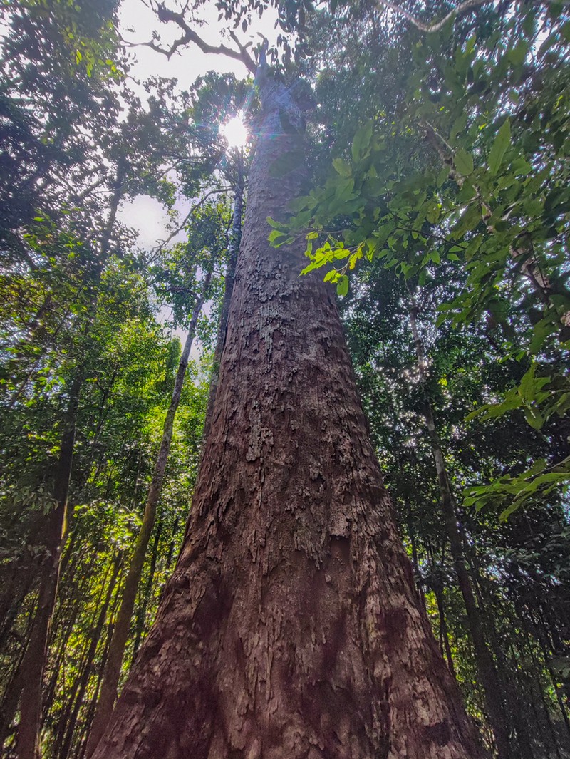 Anthoshorea stipularis photo 5