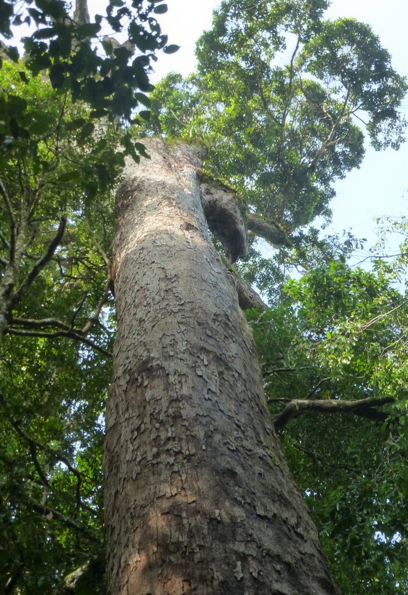 Anthoshorea stipularis photo 6