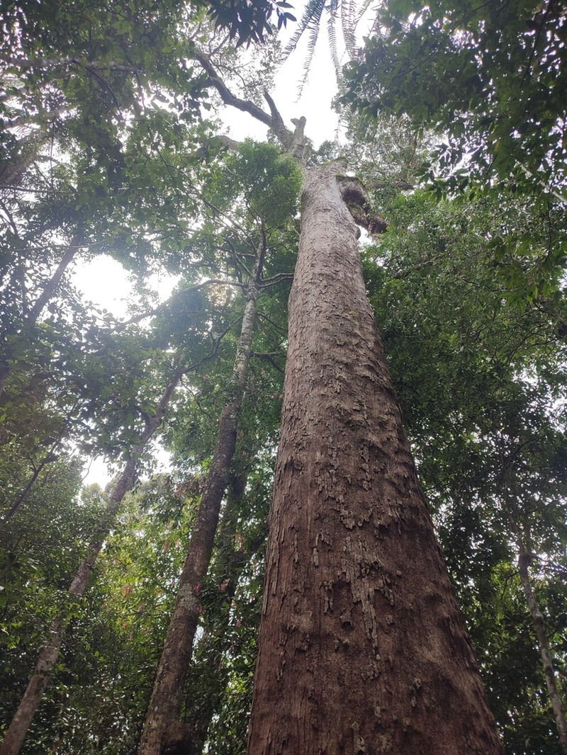 Anthoshorea stipularis photo 8