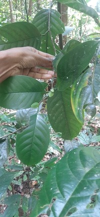 Anthoshorea stipularis