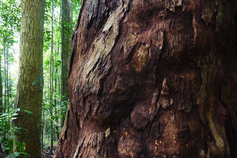 Anthoshorea stipularis photo 2