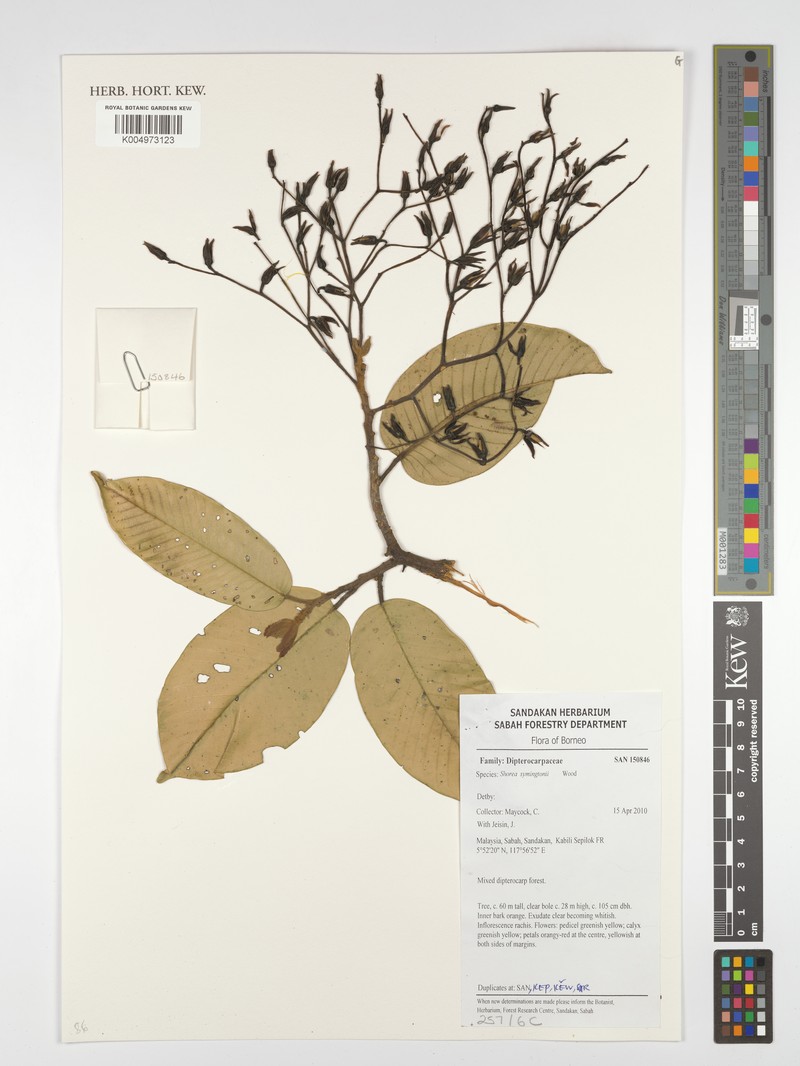 Anthoshorea symingtonii photo 2
