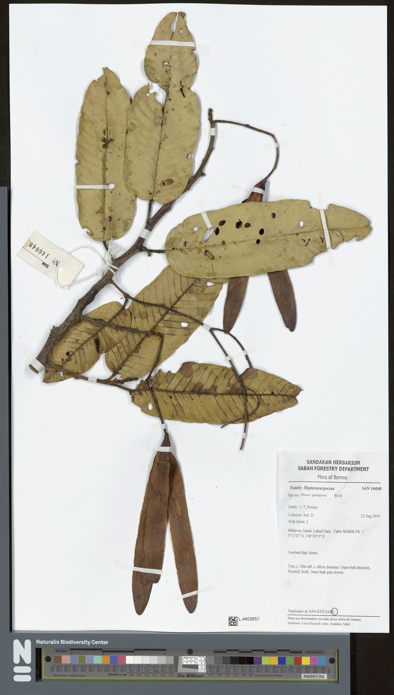 Anthoshorea symingtonii photo 3