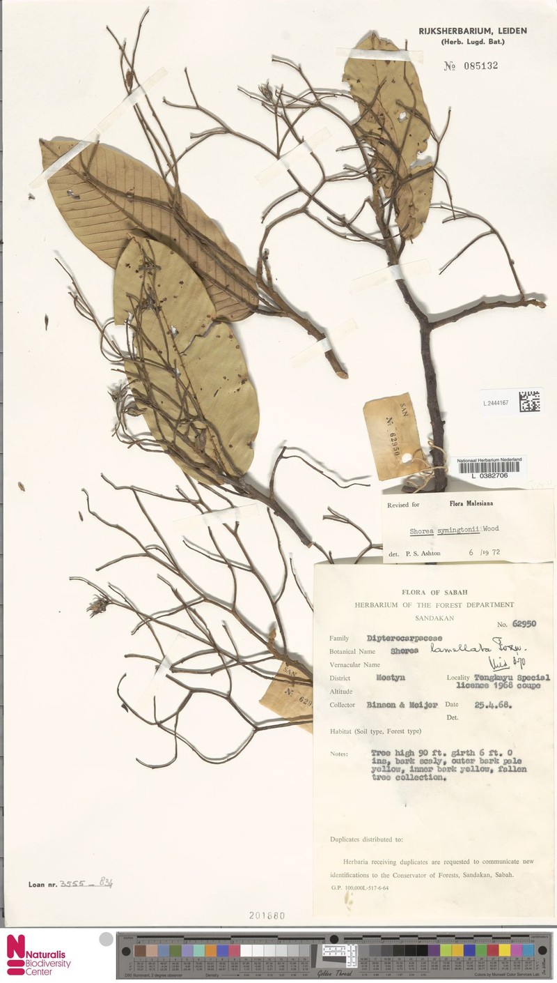 Anthoshorea symingtonii photo 4