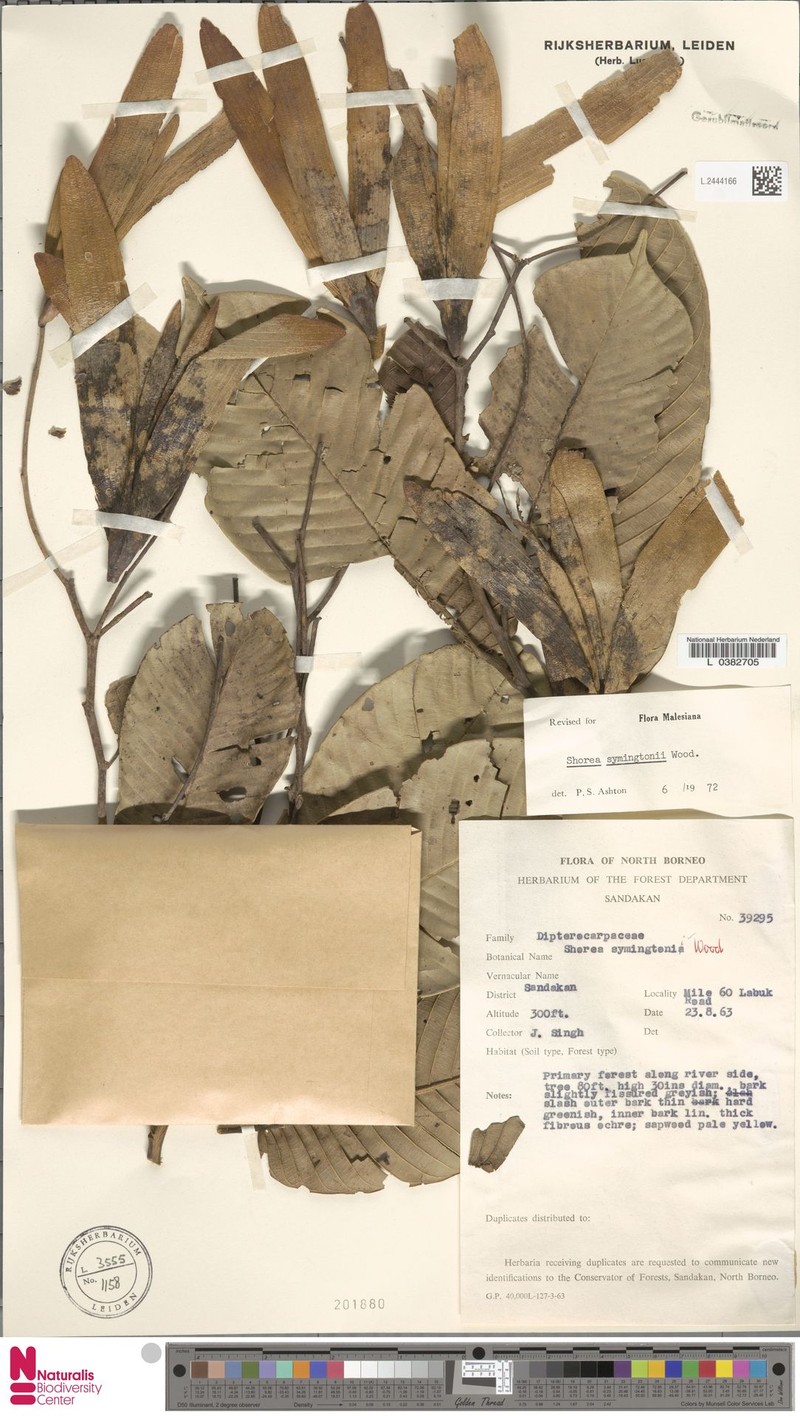 Anthoshorea symingtonii photo 5