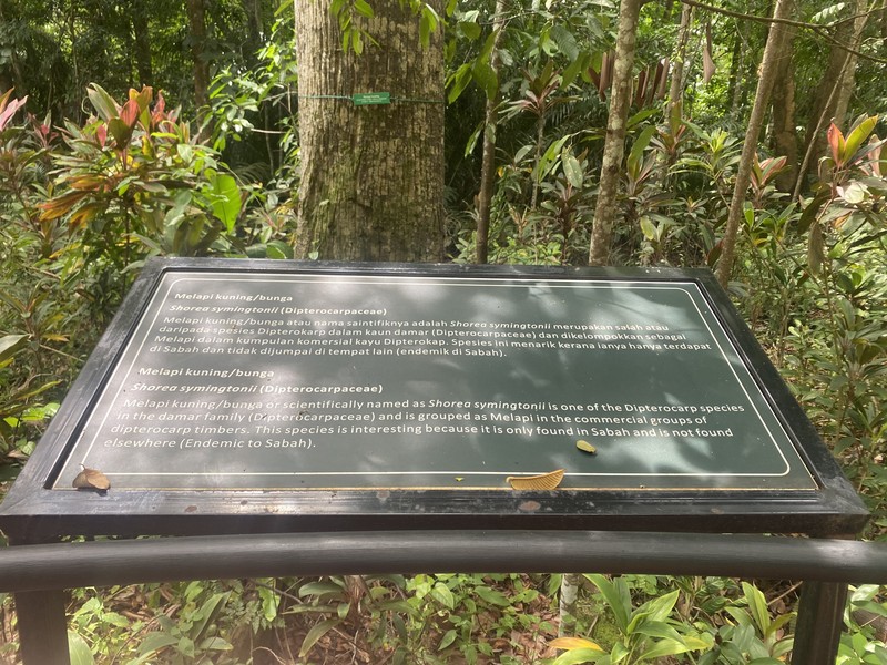 Anthoshorea symingtonii