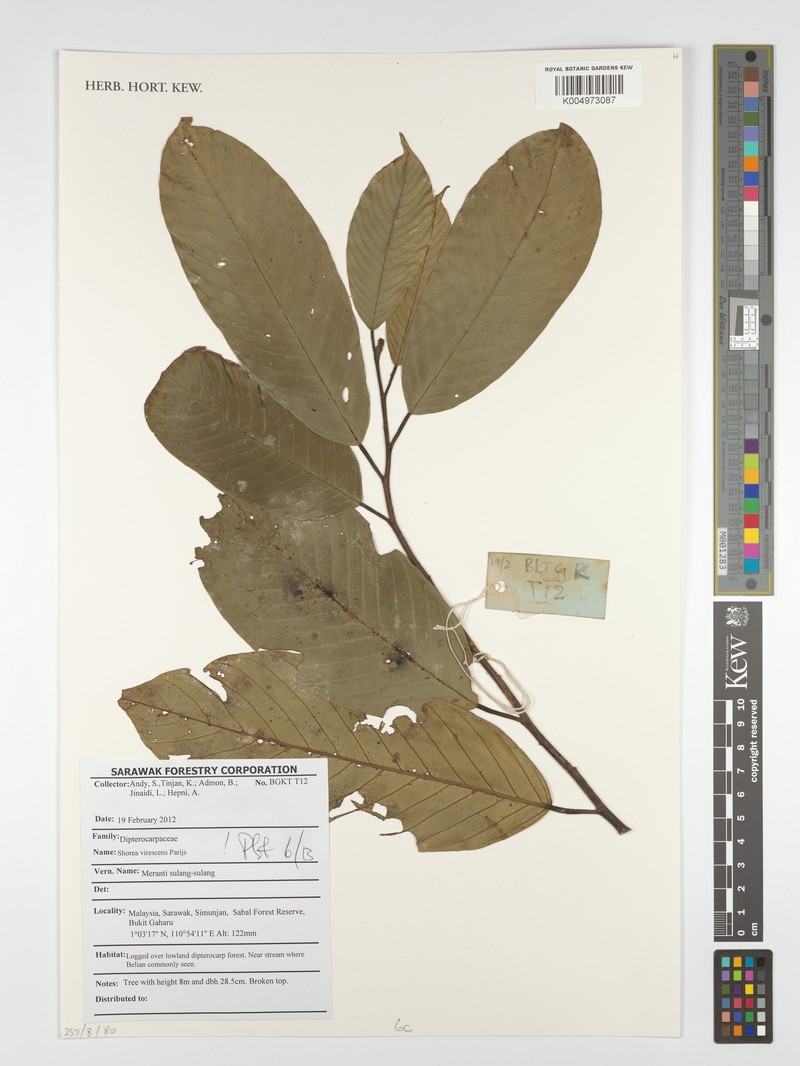 Anthoshorea virescens