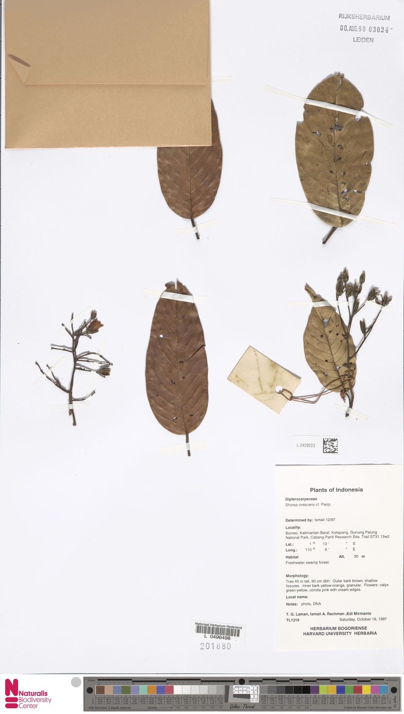 Anthoshorea virescens photo 2