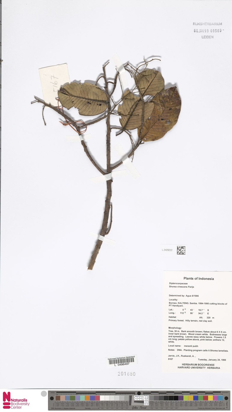 Anthoshorea virescens photo 3