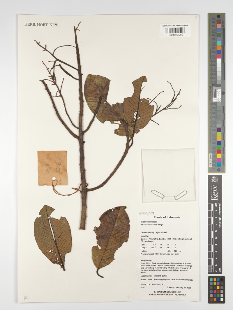 Anthoshorea virescens photo 4