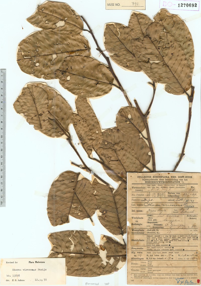 Anthoshorea virescens