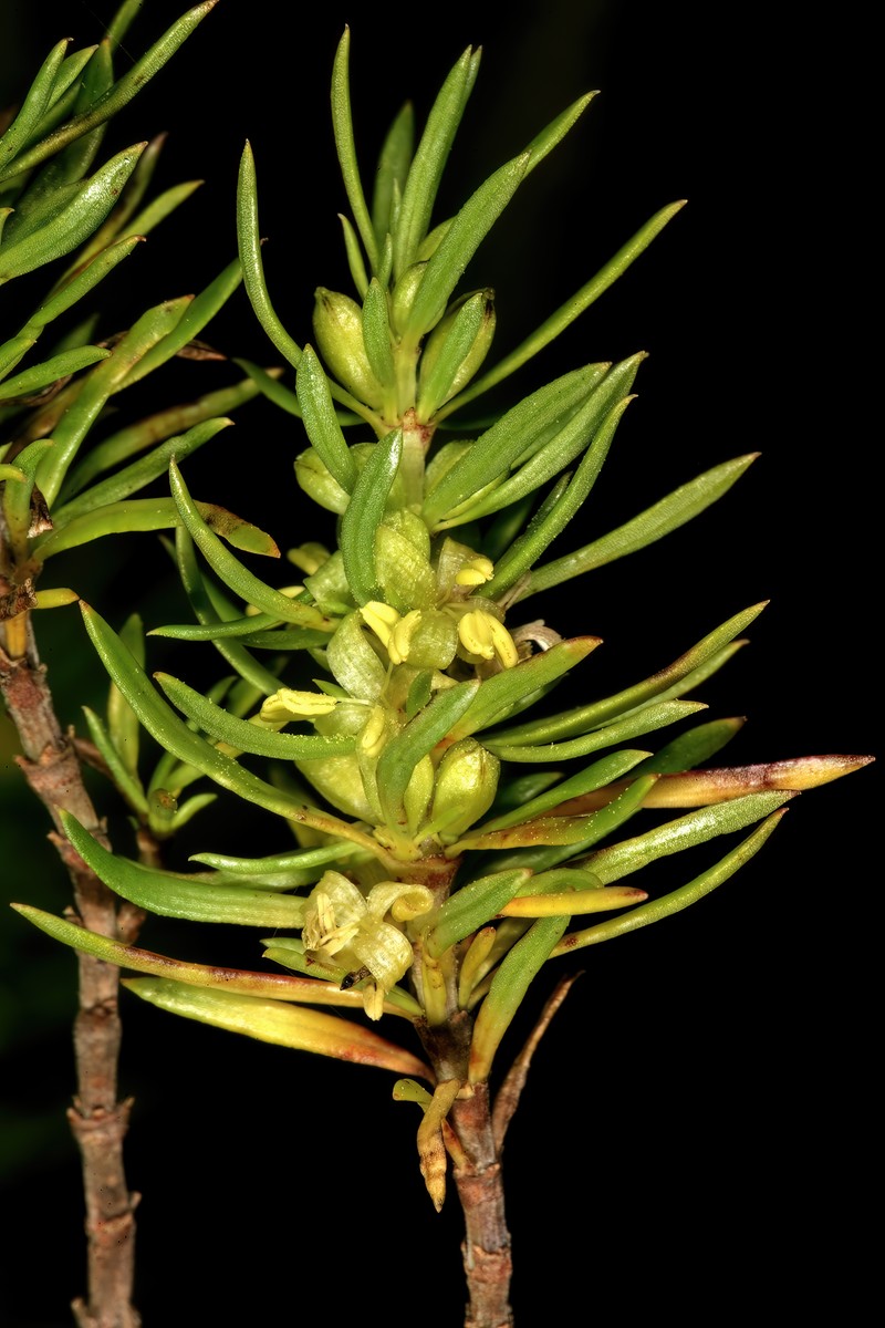 Anthospermum aethiopicum