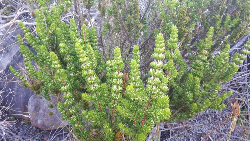 Anthospermum aethiopicum photo 2