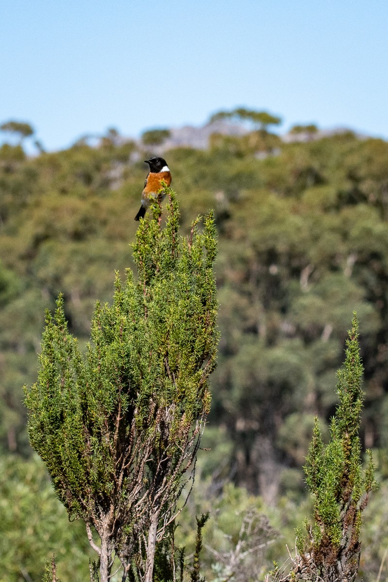 Anthospermum aethiopicum photo 3