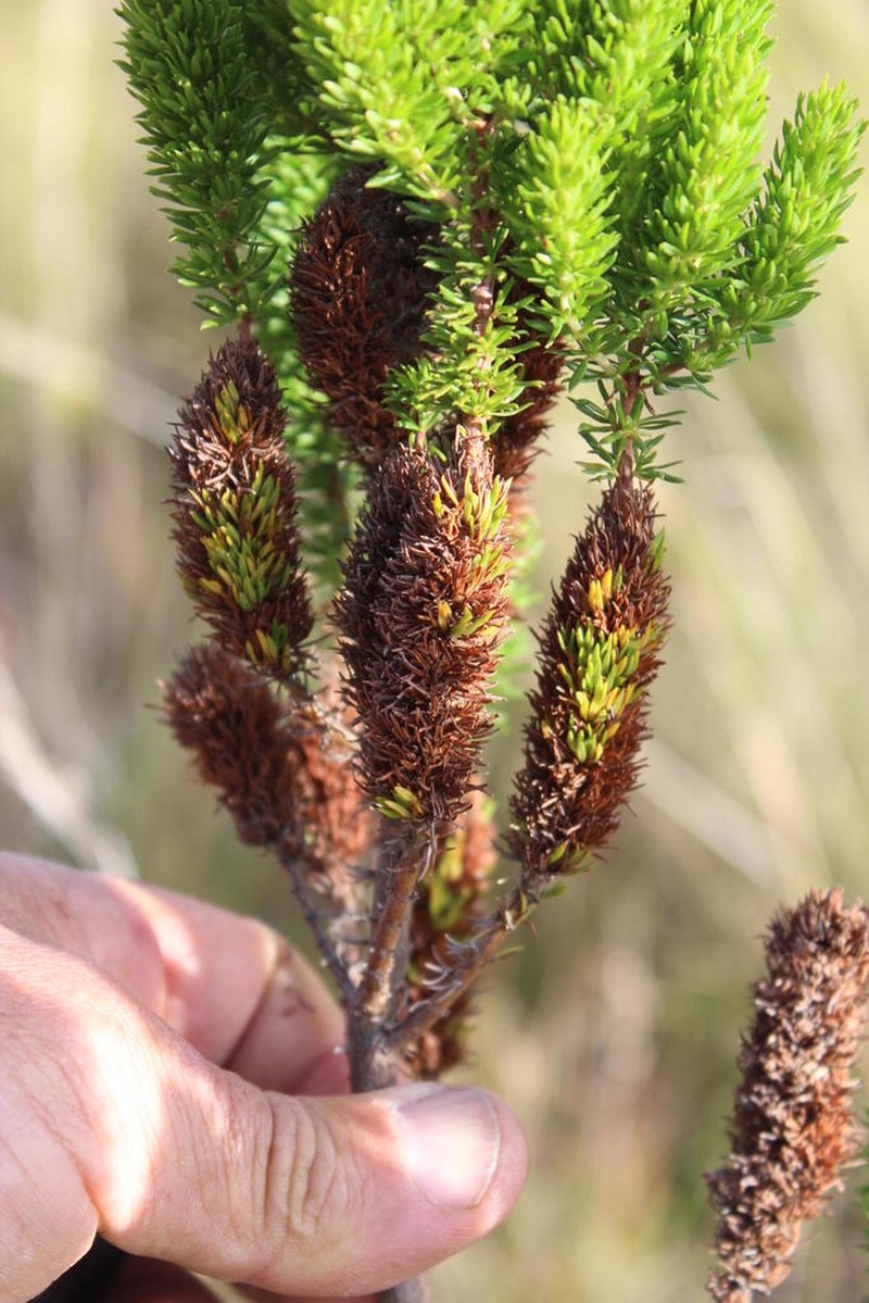 Anthospermum aethiopicum photo 4