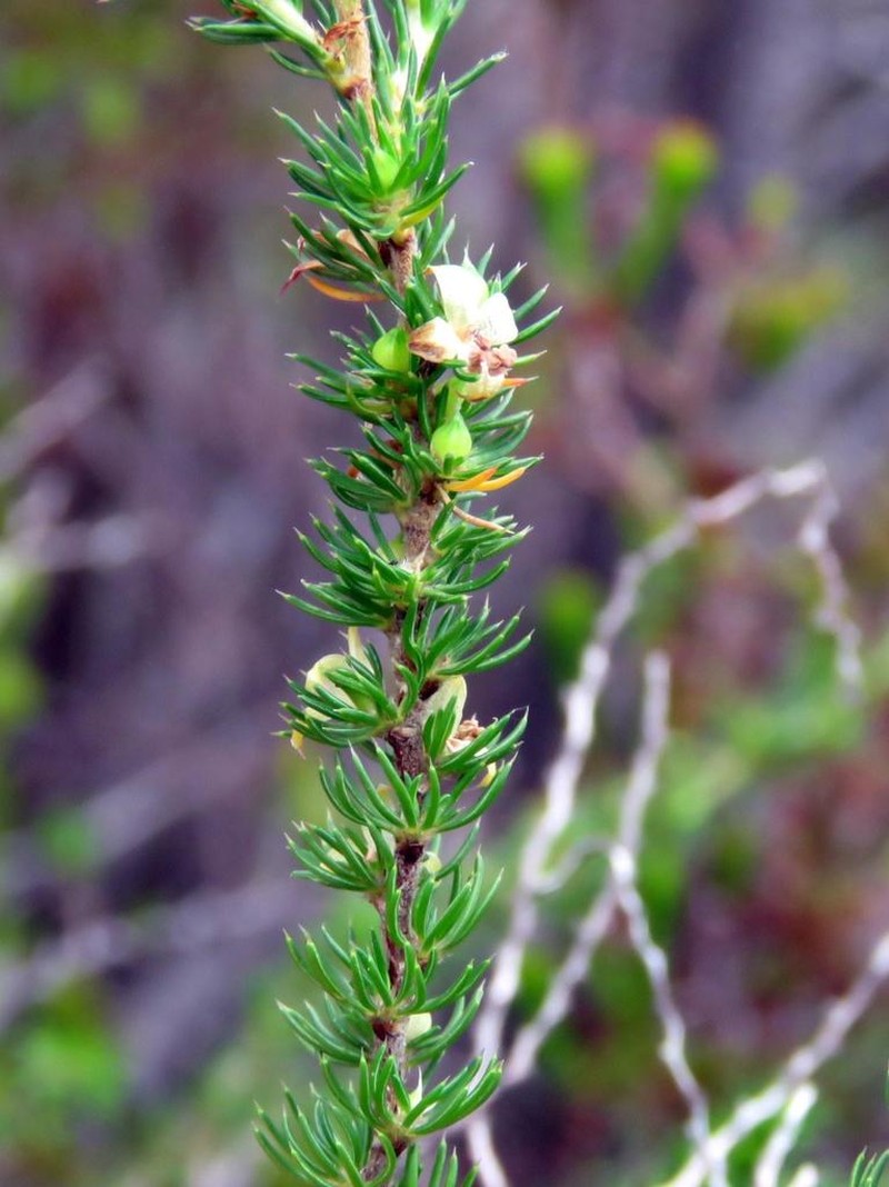 Anthospermum aethiopicum photo 5